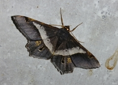 Chiasmia nora