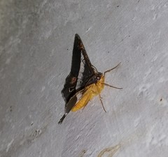 Chiasmia nora