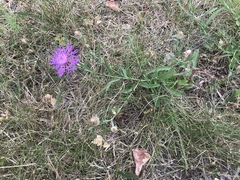 Centaurea jacea