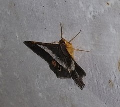 Chiasmia nora