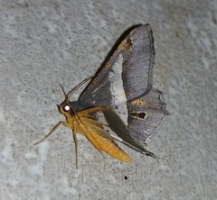 Chiasmia nora