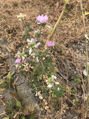 Malva moschata