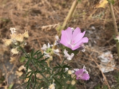 Malva moschata