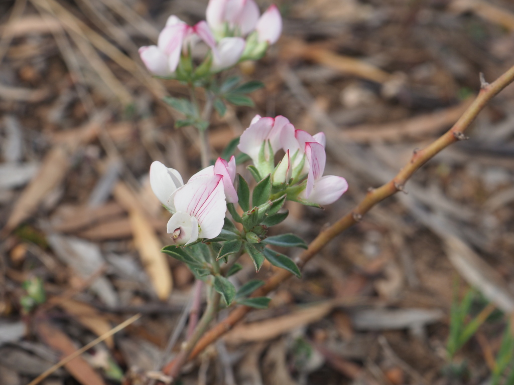 Lotus australis; photograph (c) Hugo Innes, some rights reserved (CC BY)