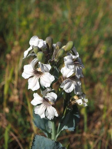 Image of Goodenia albiflora by (c) Hugo Innes, some rights reserved (CC BY)
