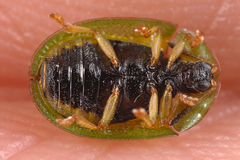 Cassida stigmatica