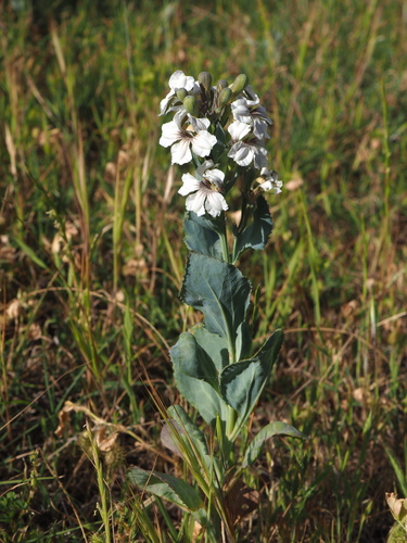 Image of White Goodenia (Goodenia albiflora) by (c) Hugo Innes, some rights reserved (CC BY)