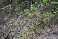 Pogonatherum crinitum