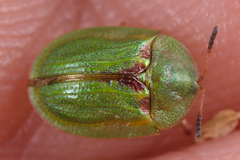 Cassida stigmatica