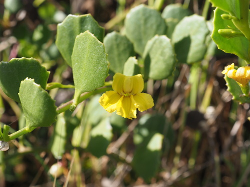 Image of Sticky Goodenia (Goodenia varia) by (c) Hugo Innes, some rights reserved (CC BY)
