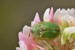 Cassida stigmatica