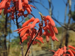 Aloe chabaudii image