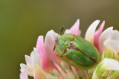Cassida stigmatica