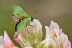 Cassida stigmatica
