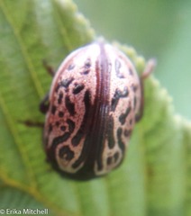 Calligrapha apicalis
