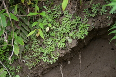 Marchantia emarginata