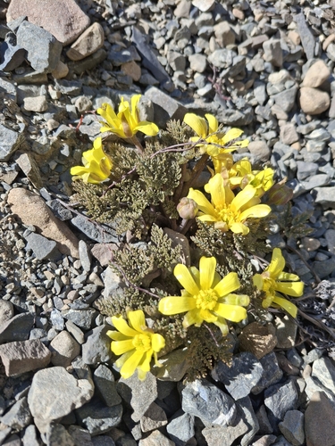 Image of Ranunculus crithmifolius by (c) Julia Palmer, some rights reserved (CC BY)