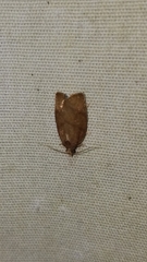 Argyrotaenia juglandana