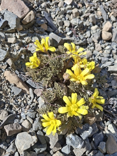 Image of Ranunculus crithmifolius by (c) Julia Palmer, some rights reserved (CC BY)