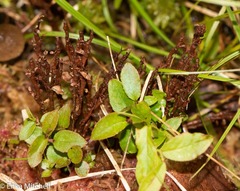 Calyptospora columnaris
