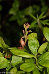 Exobasidium vaccinii