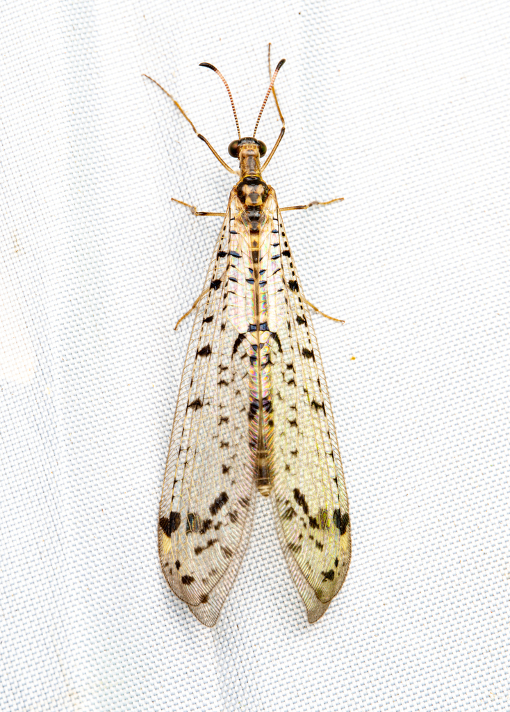 Bankisus sparsus