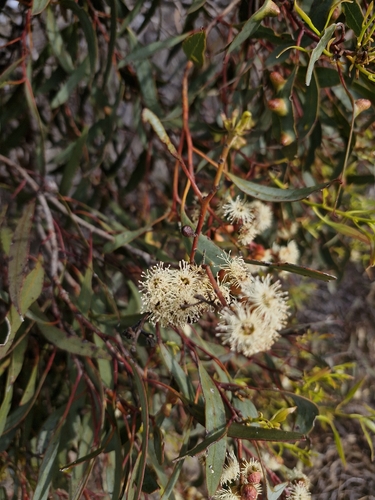 Cup Mallee