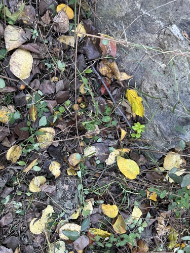 Pyrus phaeocarpa, photograph 2