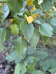 Pyrus phaeocarpa, photograph (c) Jane Charlen, some rights reserved (CC BY)