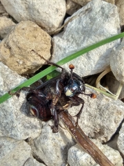 Nicrophorus humator