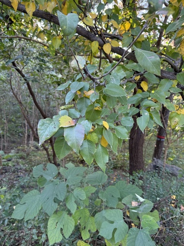 Pyrus phaeocarpa, photograph 6