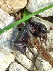 Nicrophorus humator