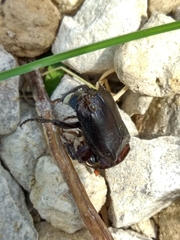 Nicrophorus humator
