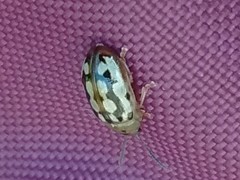 Phola octodecimguttata