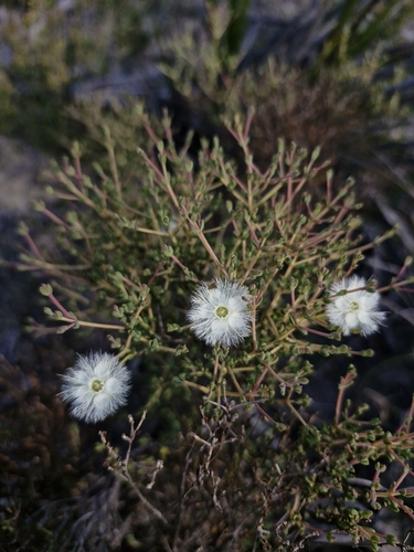 roe's featherflower