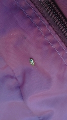 Phola octodecimguttata