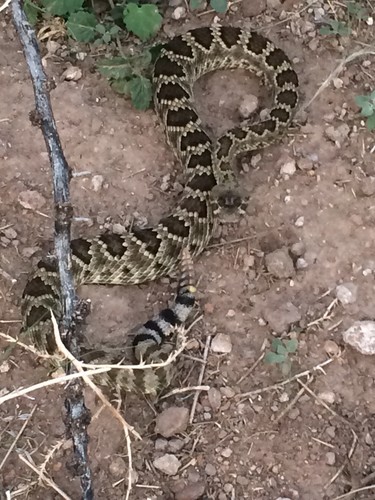 Crotalus scutulatus