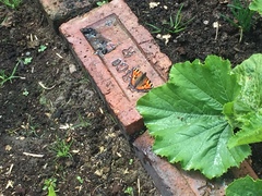Aglais urticae