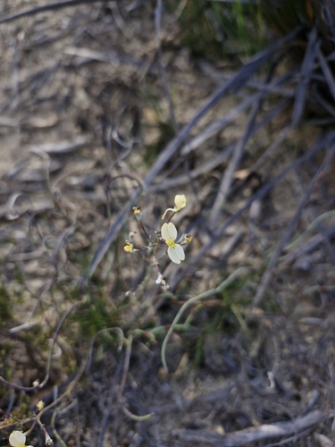 Stylidium zeicolor