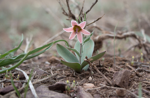 Fritillaria karelinii (Fisch. ex D.Don) Baker