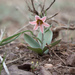 Fritillaria karelinii - Photo (c) Sergey Lednev,  זכויות יוצרים חלקיות (CC BY-NC), הועלה על ידי Sergey Lednev