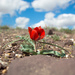 Tulipa alberti - Photo (c) Sergey Lednev, μερικά δικαιώματα διατηρούνται (CC BY-NC), uploaded by Sergey Lednev
