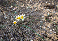 Tulipa biflora
