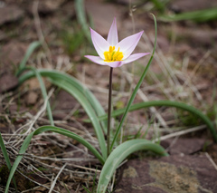 Tulipa patens