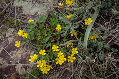 Ranunculus polyrhizos