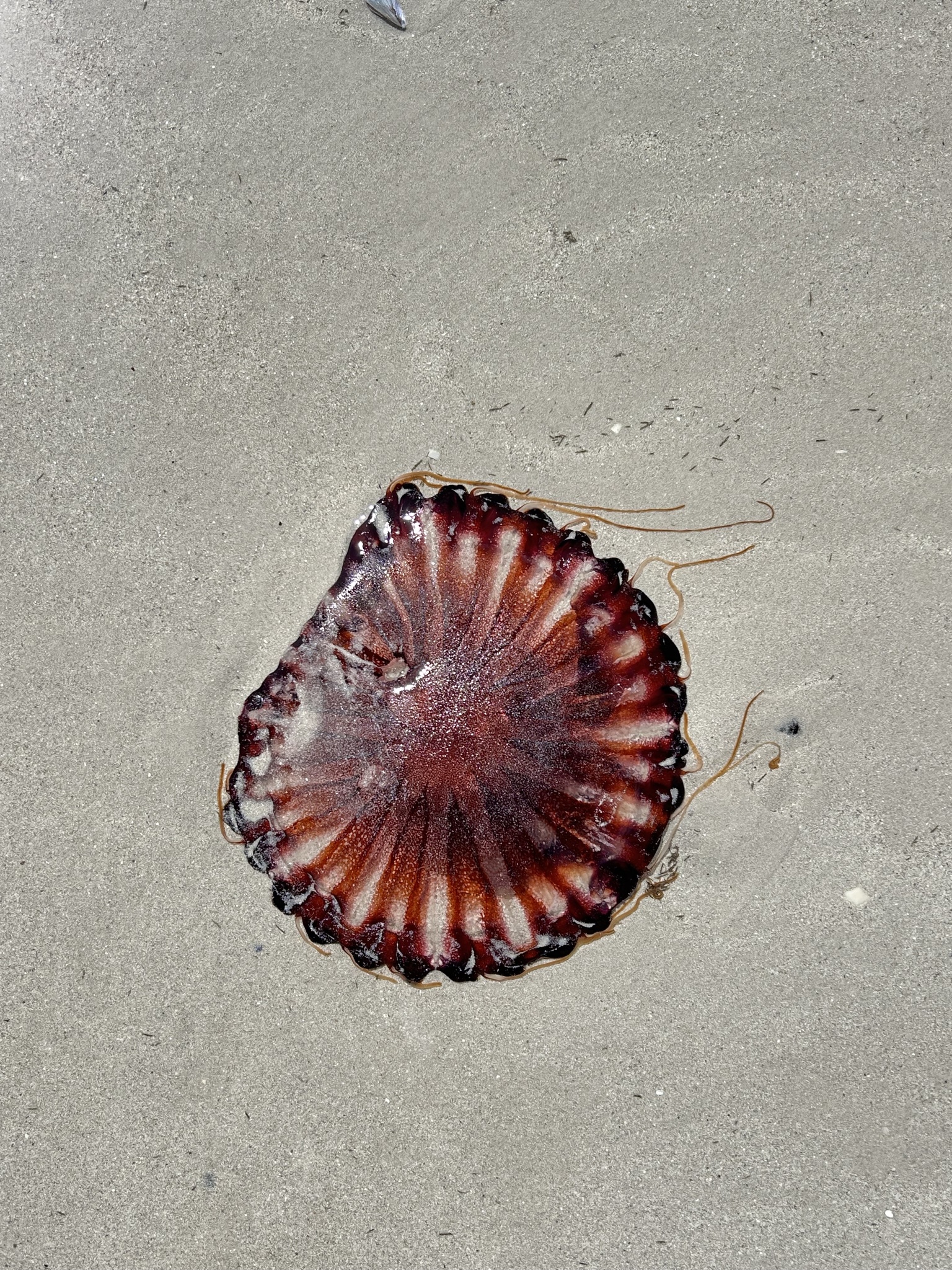 Chrysaora agulhensis Ras, Neethling, Engelbrecht, Morandini, Bayha, Skrypzeck & Gibbons, 2020