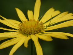 Doronicum