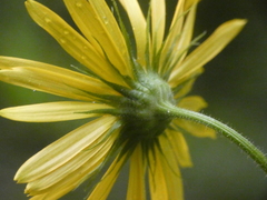 Doronicum