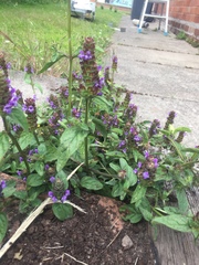 Prunella vulgaris