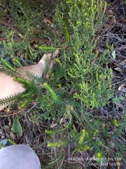 Erica abietina constantiana
